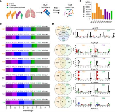 Integrated Immunopeptidomic and Proteomic Analysis of COVID-19 lung biopsies